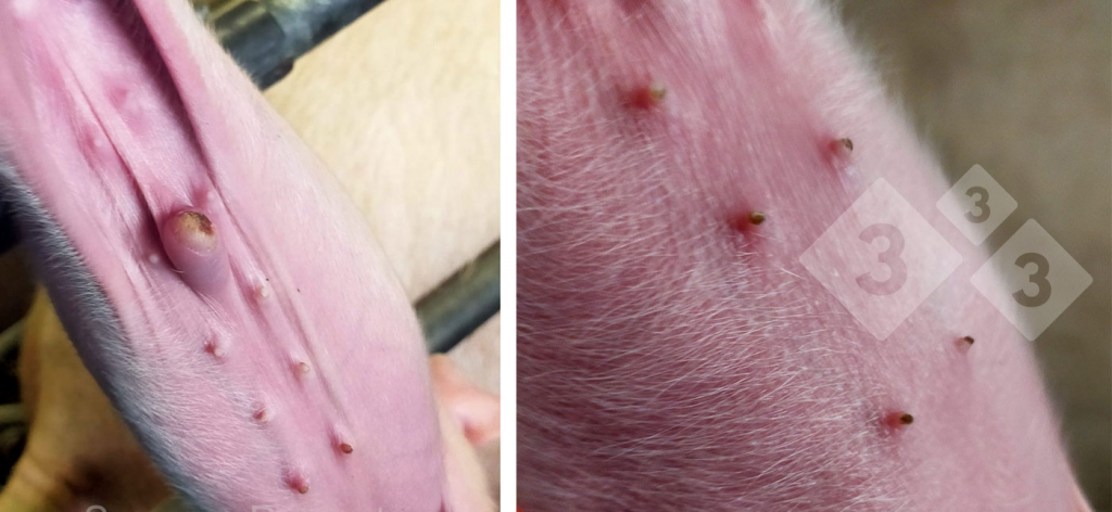 <p>Figura 4. Lesões do umbigo e mamilos